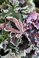 Heuchera 'Can-can' avec feuille d'Acer palmatum 'Red Pygmy' en gelée
