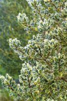 Givre sur le feuillage d'Ilex aquifolium 'Ferox' - Houx hérisson