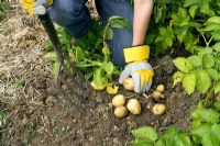 Creuser des pommes de terre précoces - Solanum tuberosum 'Accent' avec une fourchette de jardin