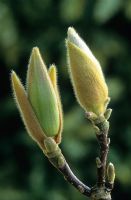 Bourgeon de Magnolia x soulangeana 'Lennei'