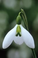 Galanthus 'John Gray' - Perce-neige