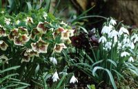 Helleborus x hybridus 'Ashwood Garden Hybrids' avec perce-neige - Galanthus