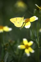 Papillon jaune trouble sur Layia elegans 'Tidy Tips'