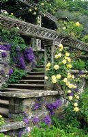 Bodnant. Galles du Nord. La terrasse inférieure. Rosa 'Golden Showers' et Campanula portenschlagiana poussant sur des terrasses en pierre et des marches en pente