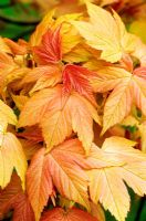 Acer pseudoplatanus 'Brilliantissimum'