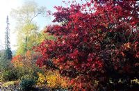 Acer palmatum 'Osakazuki' et Fothergilla en automne à Savill Gardens, Surrey