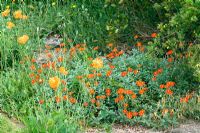 Hélianthemum 'Fire Dragon' - Hill Lodge Garden, Batheaston, Somerset