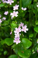 Montia sibirica - Pourpier rose