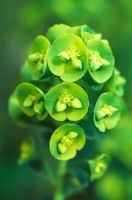 Euphorbia amygdaloides var. Robbiae - Euphorbe du loup