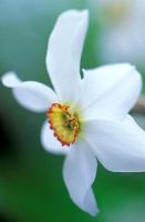 Narcissus poeticus var. recurvus - Narcisse à oeil de faisan