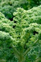 Kale 'vert nain recourbé'