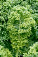 Kale 'vert nain recourbé'