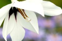 Gladiolus murielae syn. Acidanthera