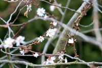Prunus x subhirtella 'Autumnalis '. Cerisier à fleurs d'hiver, 22 mars