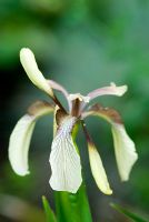 Iris foetidissima var. citrina. 14 juin. Richard Ayres 'Garden, Lode, Cambridgeshire. Ouvert à la charité, y compris le NGS