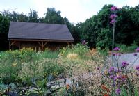 Parterres de plantes vivaces et de graminées à la fin de l'été avec Artemisia lactiflora 'Guizho Group' et Verbena bonariensis en premier plan - Hunting Brook Gardens, Blessington