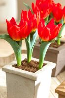 Tulipa 'Berliner Flair' comme plante d'intérieur en pot