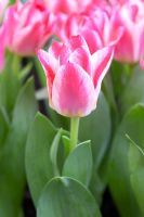 Tulipa 'Greig's Happy'