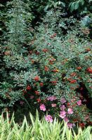 Rosa glauca syn. Rosa rubrifolia avec Anemone hupehensis 'Hadspen Abundance' à Great Dixter