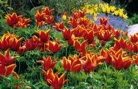 Tulipa 'Queen of Sheba' dans le High Garden à Great Dixter