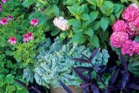 Tradescantia pallida Purpurea, Pelargonium, Hortensia et Tradescantia sillamontana avec feuille d'argent en pot collection - Corfou