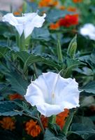 Datura gros plan de fleurs blanches