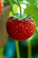 Fragaria 'Elsanta' - Fraise