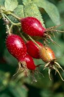 Rose rouge vif des hanches d'une espèce sauvage rose trouvée dans une haie