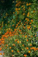 Calendula officinalis bordant un chemin et Tropaeolum majus tombant en cascade dans le jardin sicilien