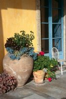 Collection de pots en terre cuite plantés sur la terrasse du jardin méditerranéen - Grand planté avec Aeoniumarboreum 'Atropurpureum' et Senecio haworthii également Pelargoniums roses et Kalanchoe