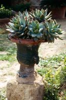 Aloe mitriformis dans le vieux pot d'urne, Sicile
