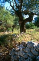 Olea europaea - Oliviers par vieux mur de pierre à Céphalonie, Grèce