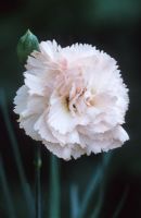 Dianthus 'Widecombe' - Oeillet