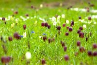 Fritillaria meleagris - Lily à carreaux naturalisée dans le pré