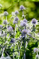 Eryngium planum 'Blaukappe'