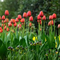 Tulipa 'la préférée du monde'