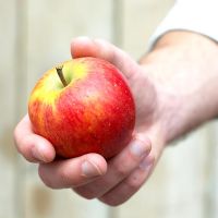 Personne tenant une pomme - Malus domestica 'Elstar'