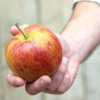 Personne tenant une pomme - Malus domestica 'Jonagold'