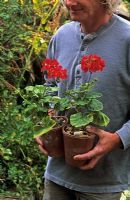 Homme, tenue, rouges, zonal, Pelargonium