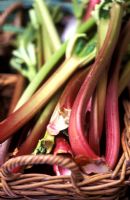 Rhubarbe - Rheum rhabarbarum récoltée dans un panier