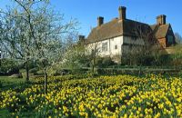 Jardin de printemps avec Narcisse - Jonquilles et fleurs dans le verger à Great Dixter avec maison au-delà