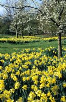 Jardin de printemps avec Narcisse - Jonquilles et fleurs dans le verger à Great Dixter