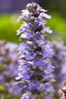 Ajuga repans 'Catlin's Giant' - Bugle