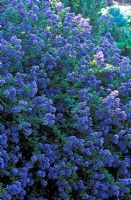 Ceanothus 'Puget Blue' - Lilas californien