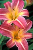 Hemerocallis 'Cherry Cheeks' - Day Lily