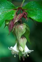 Leycesteria formosa - Noix de muscade en fleurs