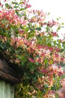 Lonicera x americana - Chèvrefeuille sur le toit d'un cabanon
