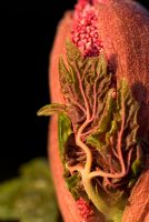 Rheum palmatum 'Atrosanguineum' - Tête de fleur en bouton