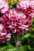 Chrysanthème 'L'espoir de Barnardo'