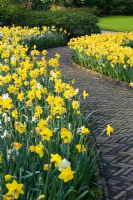Parcours à travers des dérives de Narcisses dans les jardins de Keukenhof, Pays-Bas